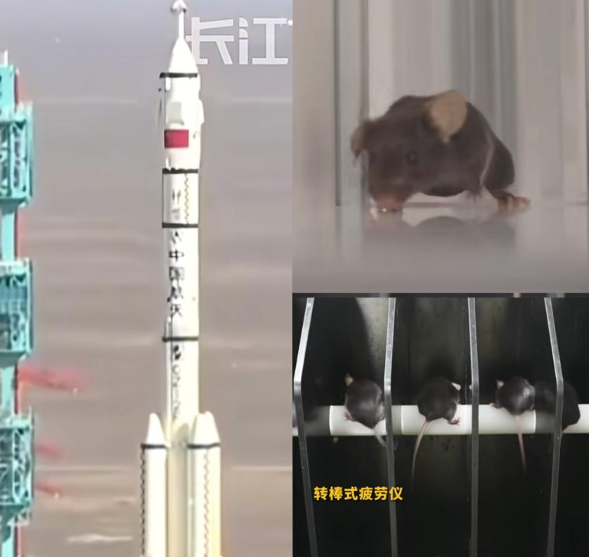 这下出名了,不仅中国,连全世界都知道了,除了三名航天员飞上太空,另外还有四只