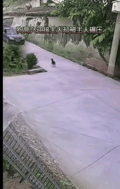 狗狗的一片忠心，一片欢心，一片热心，主人都没有看见，反而被主人无情的碾压，看着让