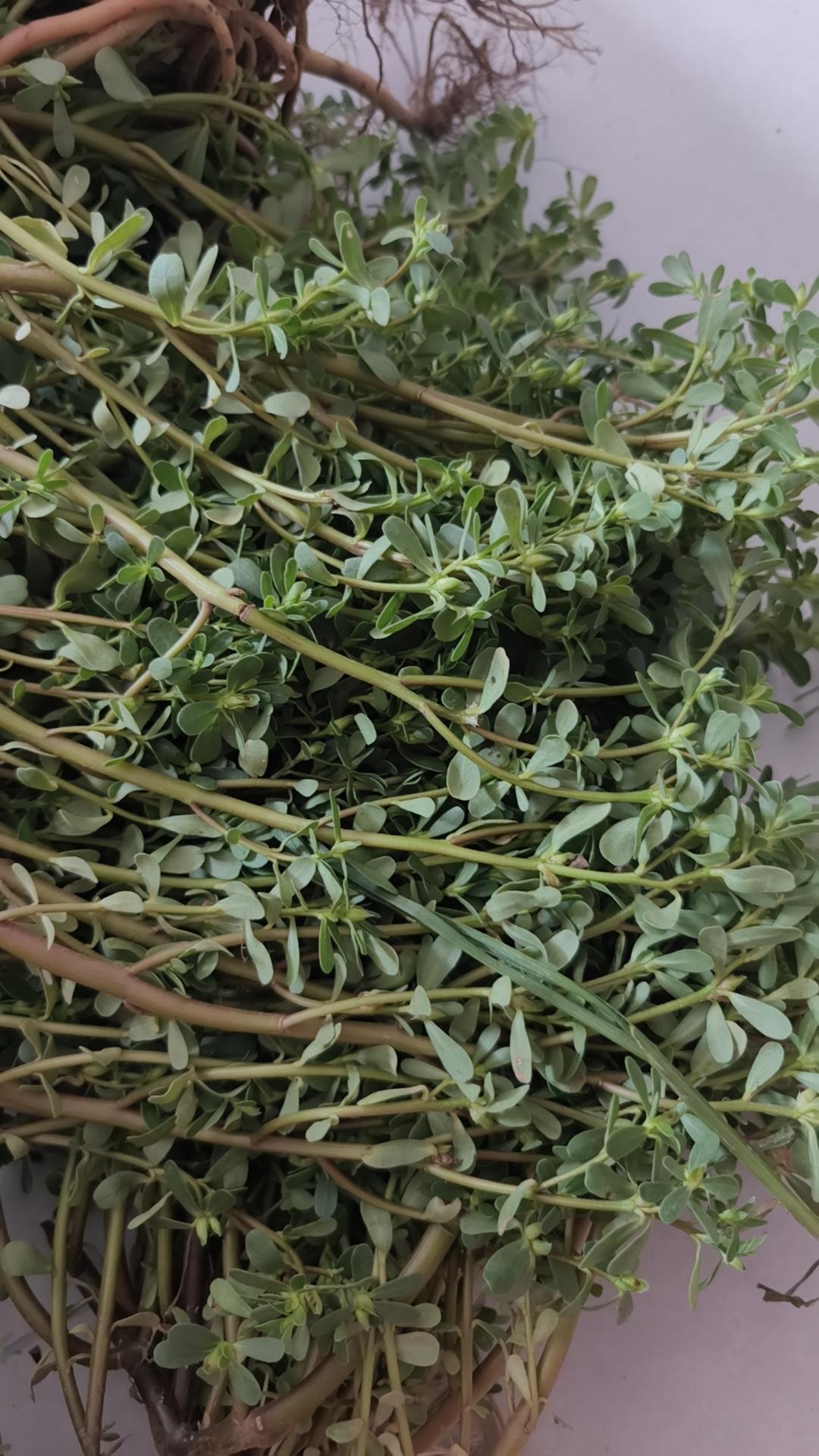 谁认识它？如何做美食？七零后小时候的记忆！纯天然绿色食品大自然的馈赠农村野菜
