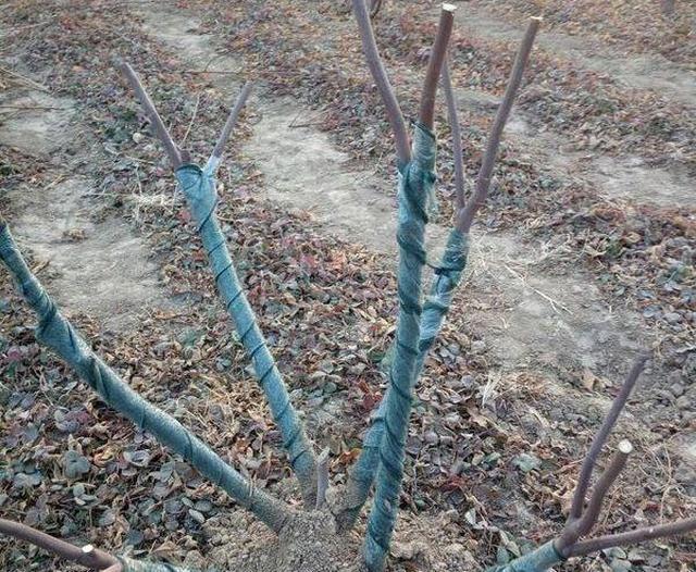 无花果冻枯枝要及时剪，道理实实在在——去年栽的无花果，苗子是外地买来的，不