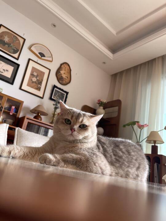 进来！进来！有猫猫！🐱