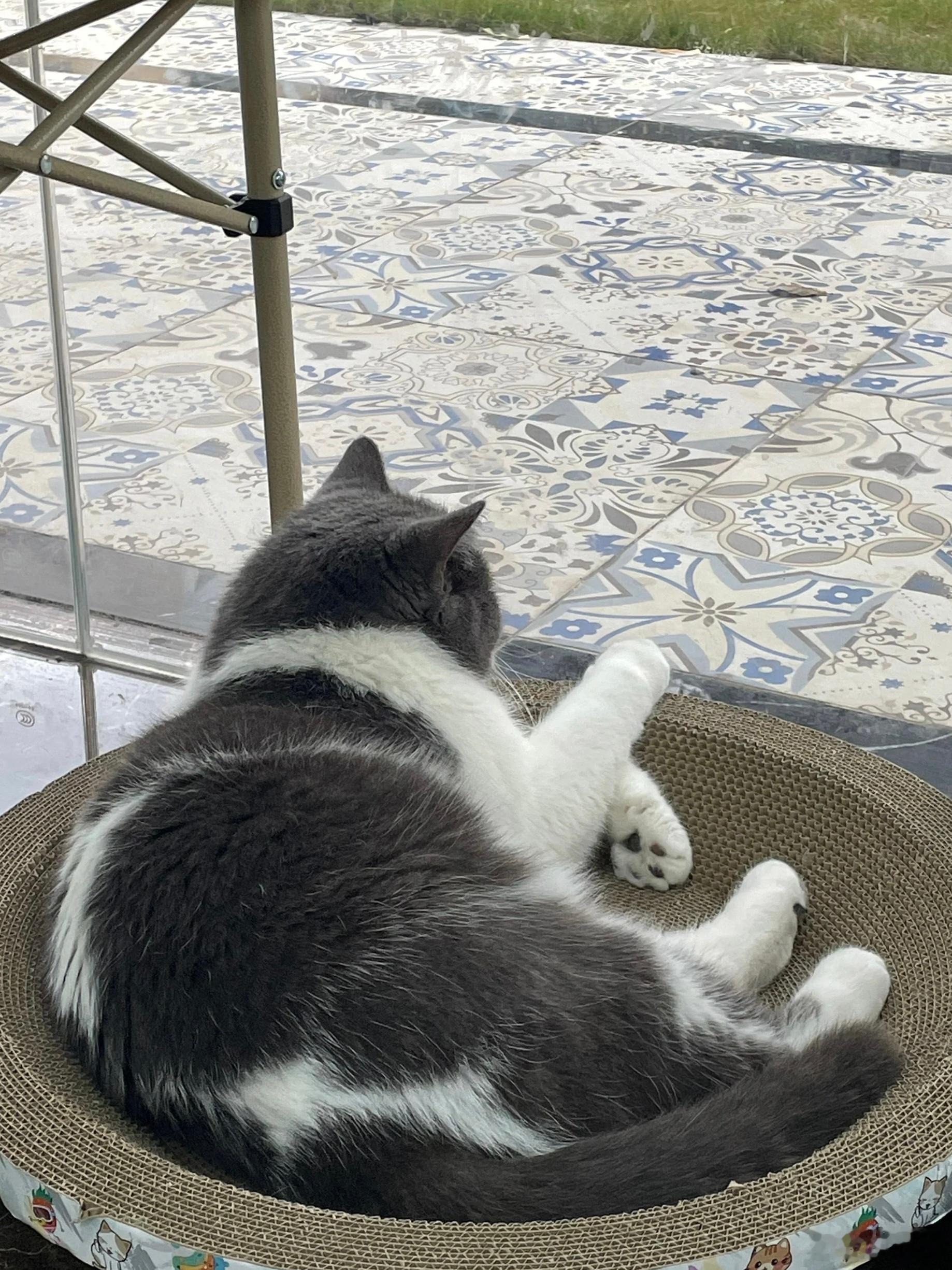 当面吐槽老板的猫好丑
