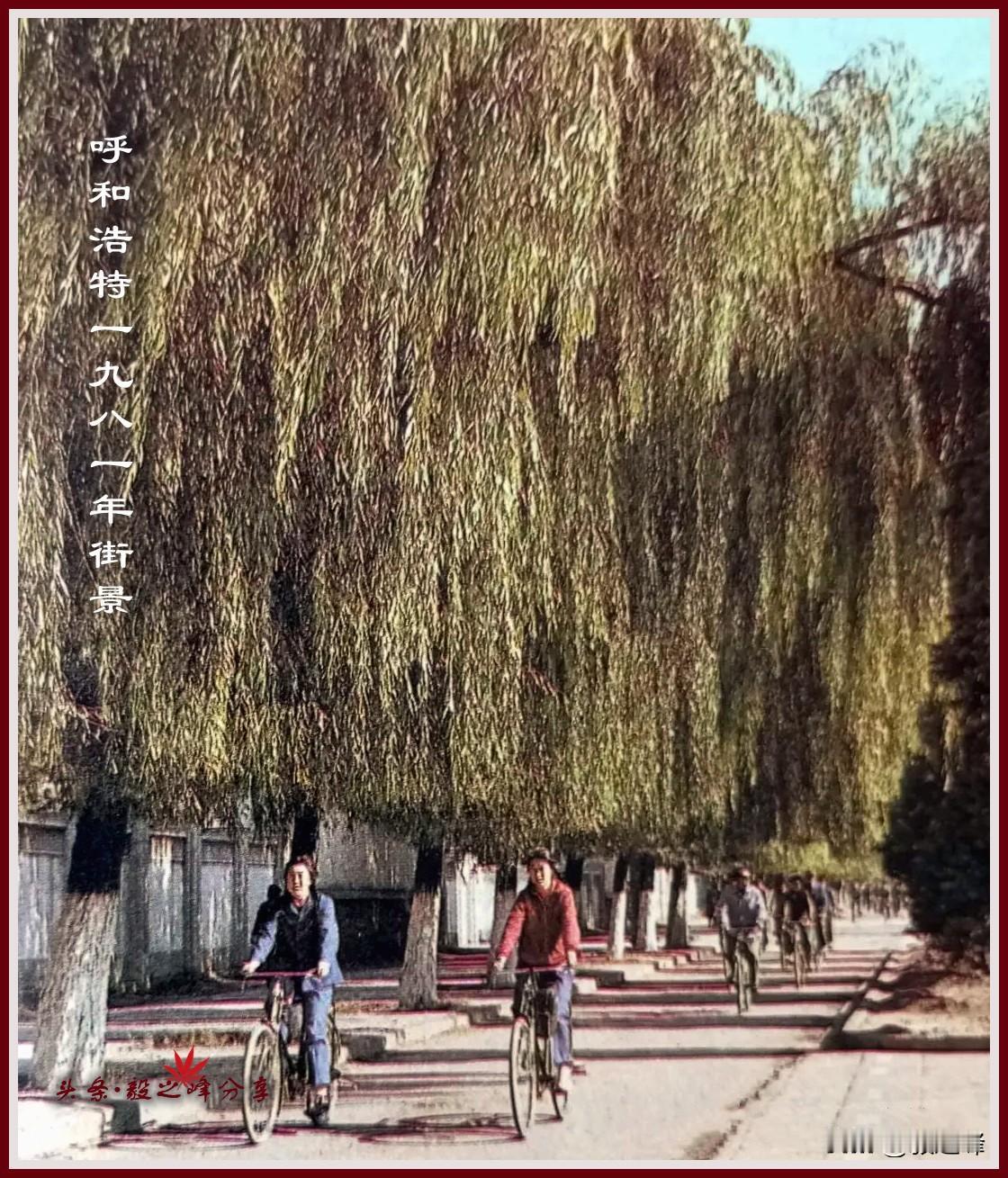 呼和浩特八十年代初街景旧照片：据介绍这是一张来自上世纪八一的新华大街一处街景，可