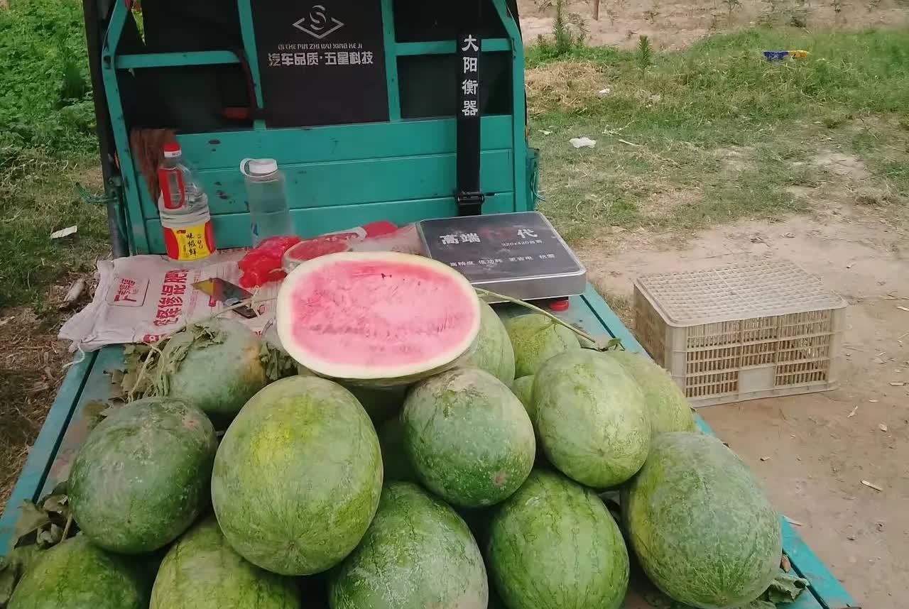 今年夏天，卖西瓜把钱赚了，孩子上大学的学费，不愁了。很多人可能不知道，一斤西瓜批
