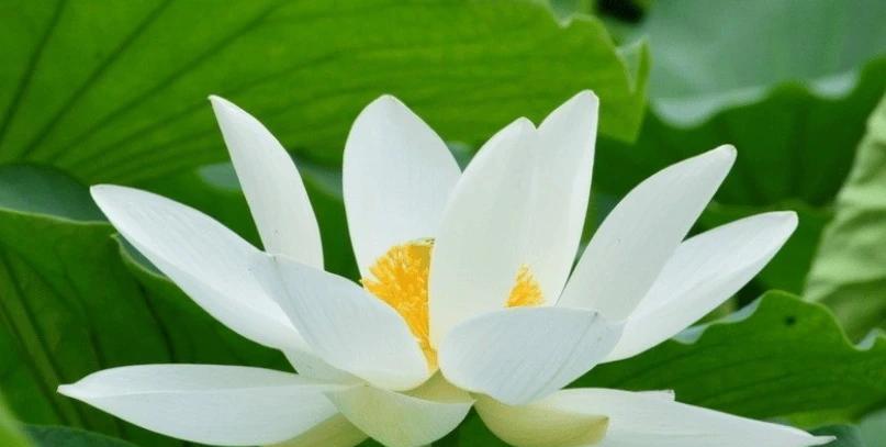 8月份，时来运转，4属相喜事临门，财源广进，生活蒸蒸日上属相猴属猴的朋友是十