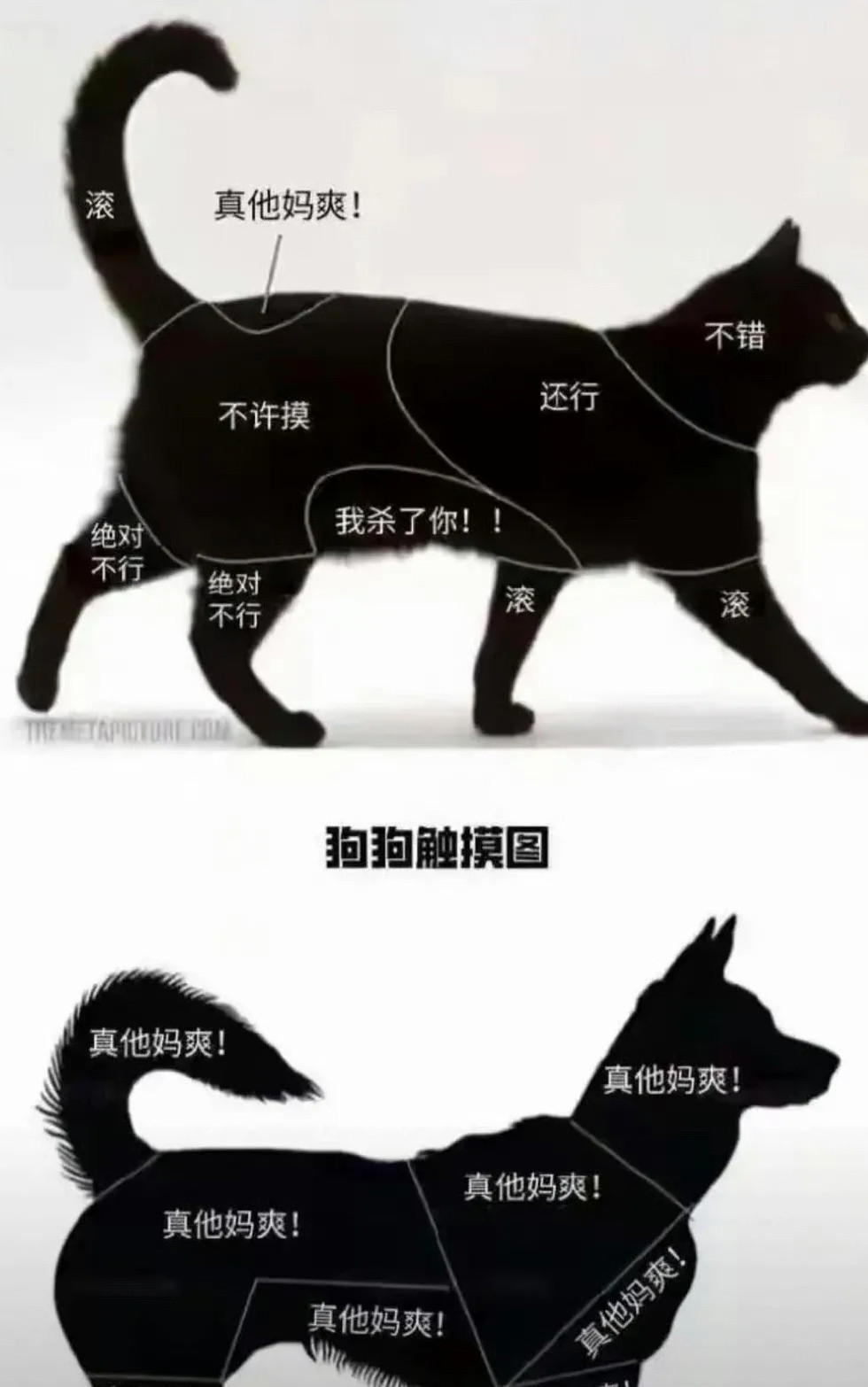 所以不喜欢猫是有原因的