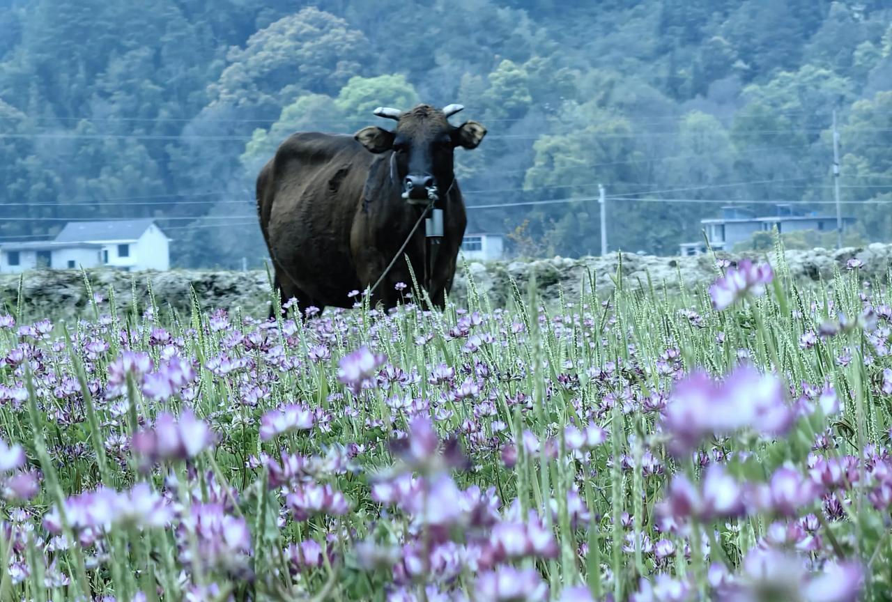 江西的典型春色，红花、黄牛、青山。