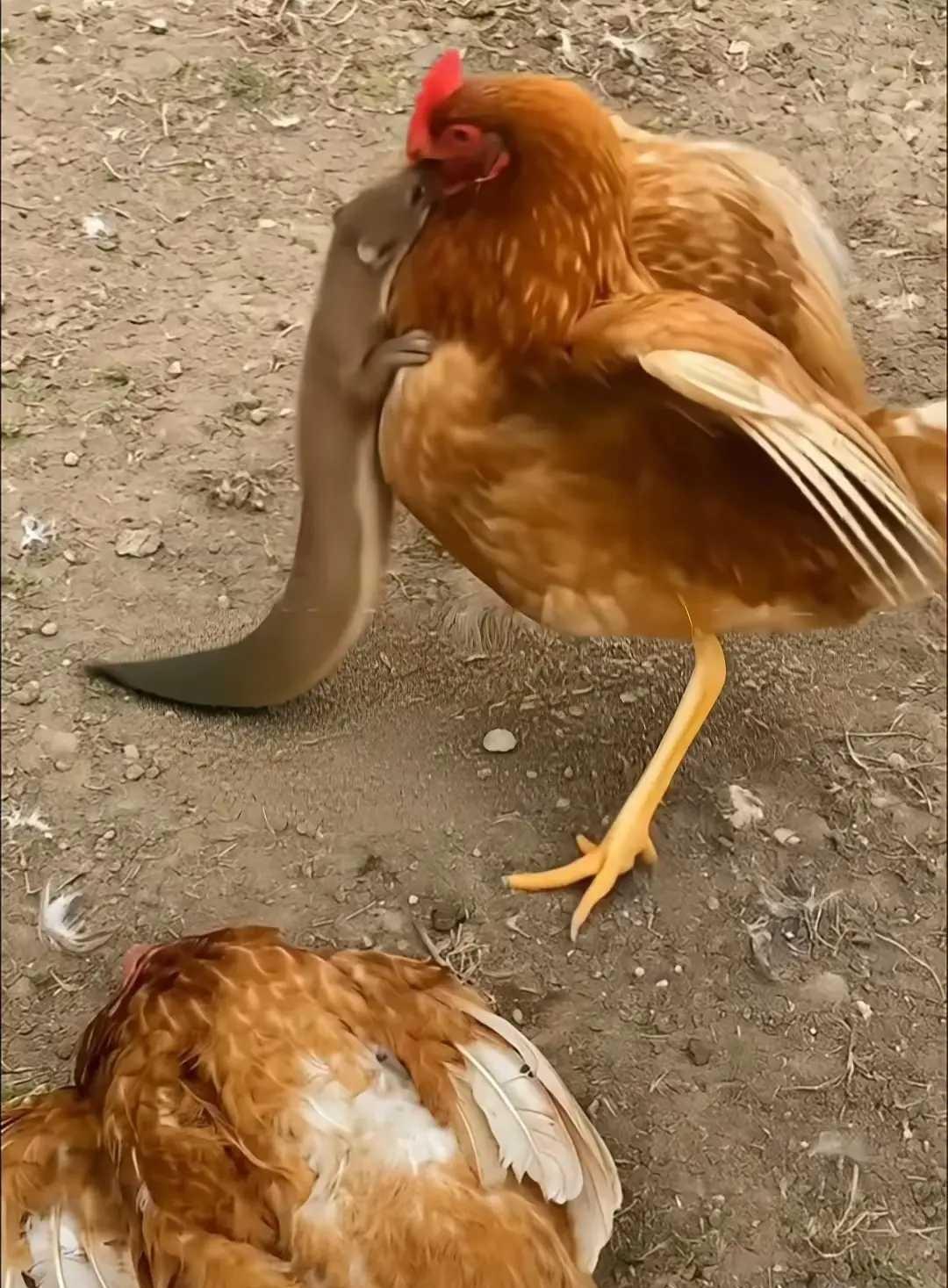 这是在干嘛
