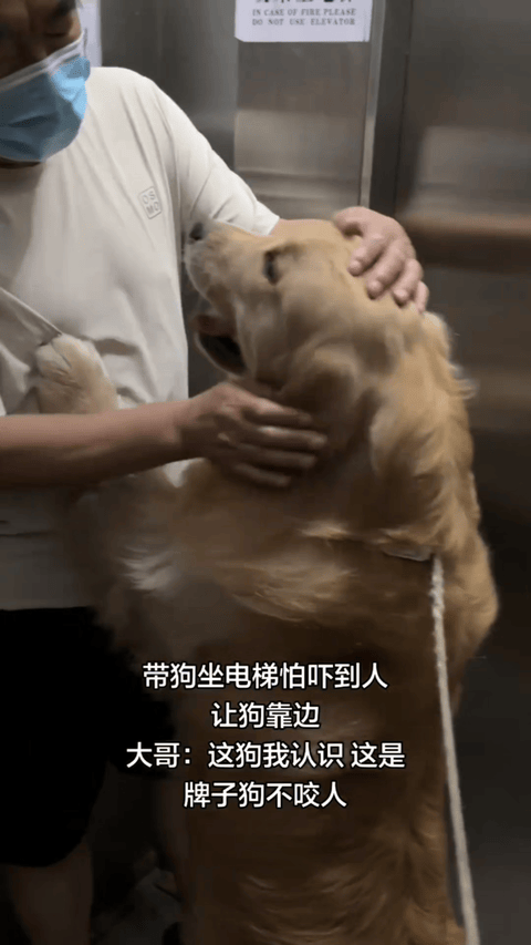 天津，一女子带金毛坐电梯，因为怕吓到别人，就让狗狗靠边，，绳子攥得紧紧的，还一直