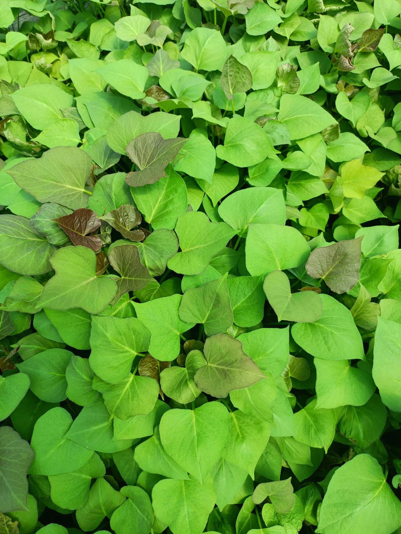 真的发现自己啥都做不好，孩子学习不好。虽然懂事善良，不惹事，但我焦虑