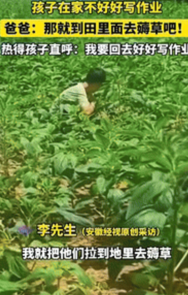 “这下后悔了吧！”安徽阜阳，一男子因孩子在家不好好写作业，将其带到田里薅草，不料