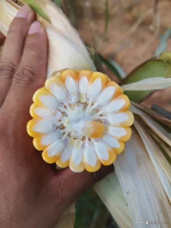 选什么玉米种产量高?玉米品种的好坏会直接影响玉米的产量，我国地域辽阔，玉米适种范