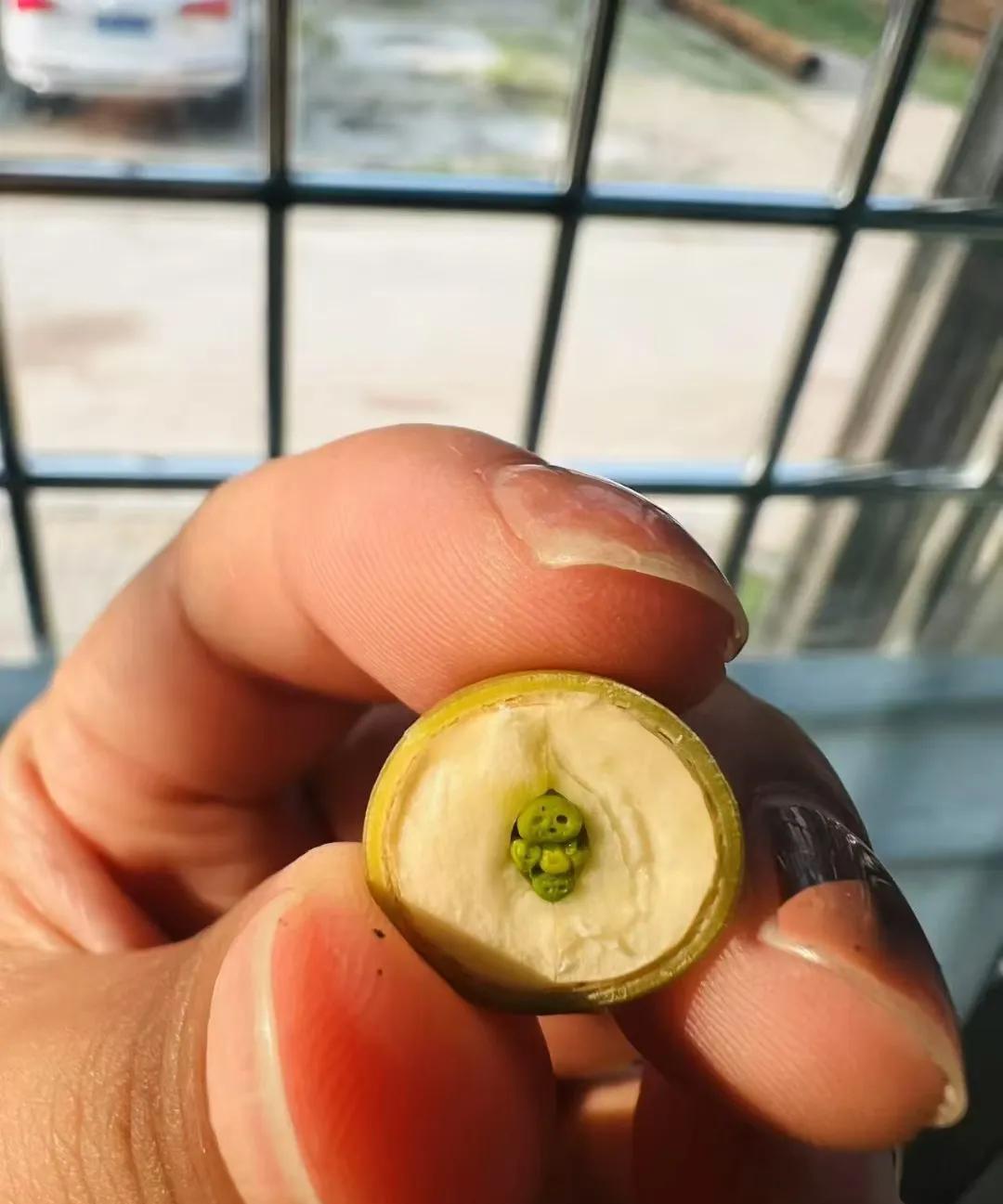 咱也吃出小哪吒了！莲子横切，莲子心确实像一个盘腿而坐的小娃娃。跟苹果横切可能