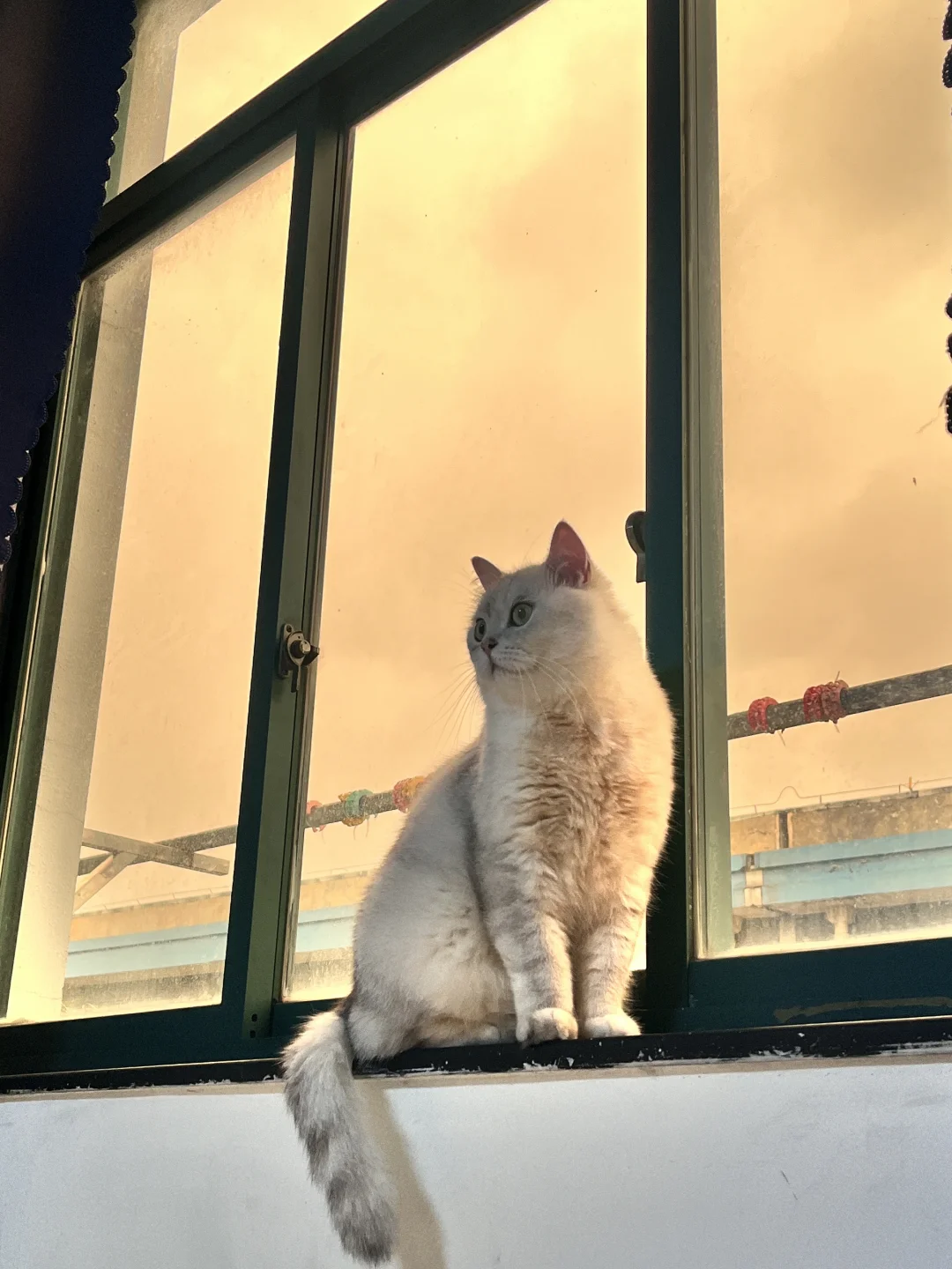 猫咪能感知台风吗