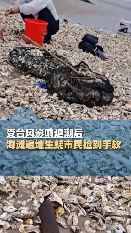 台风过后，海滩变“宝藏地”的事儿还挺常见。9月23日福建漳州，退潮后的海滩全是生
