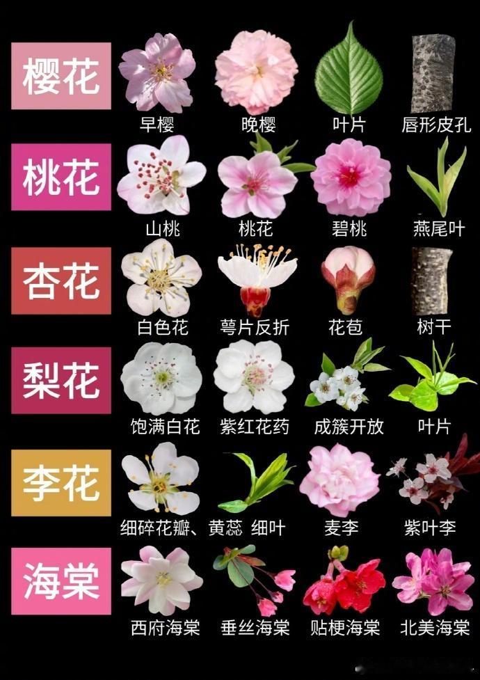 “樱、梅、杏、李、桃、梨、海棠，识别方法…”​​​