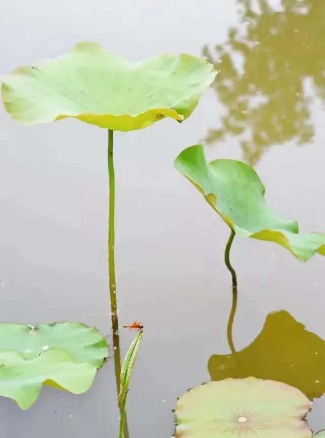 不要太在意你的孩子，大格局父母，都做到了“三少三多”。父母焦虑的根源:过度关注