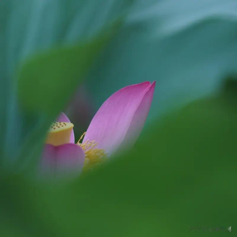 上联：夏日荷花香满池下联：秋风桂子韵盈庭解析：“夏日”对“秋风”
