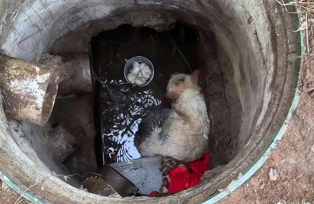 山东烟台的一口井里，有只小狗被困了两年，三个冬天——结果不但没瘦，还胖了。事