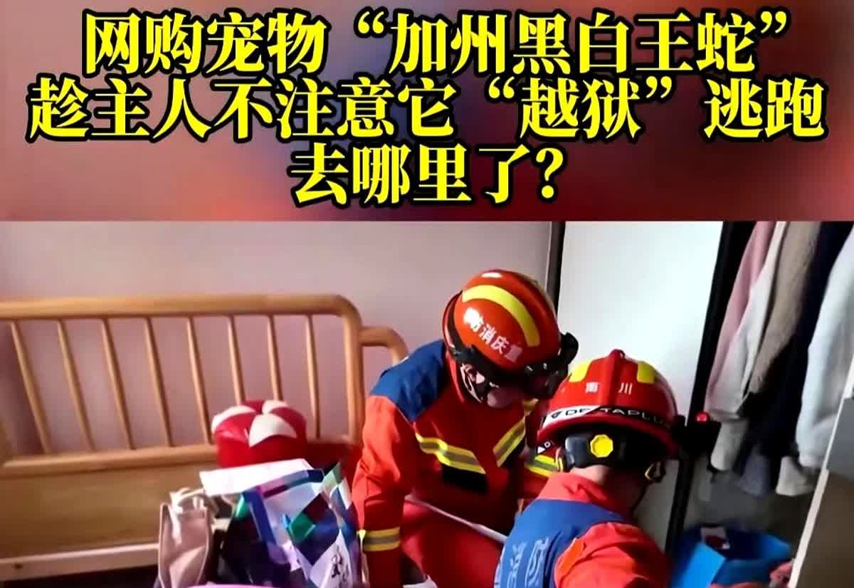 重庆女子网购了一条黑白王蛇当宠物，谁知喂食的时候，它居然从储存罐里跑了出来。