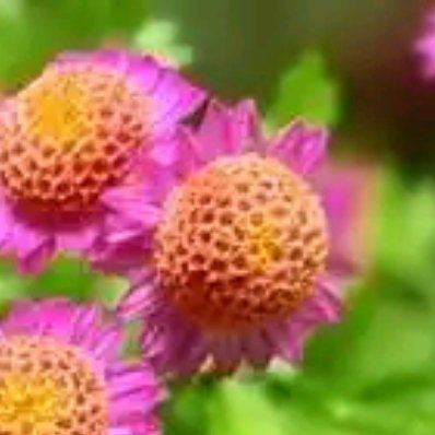 新老松播种：春季4月下旬或秋季9月初进行，用泥炭土+珍珠岩（3:1）混合土，种子