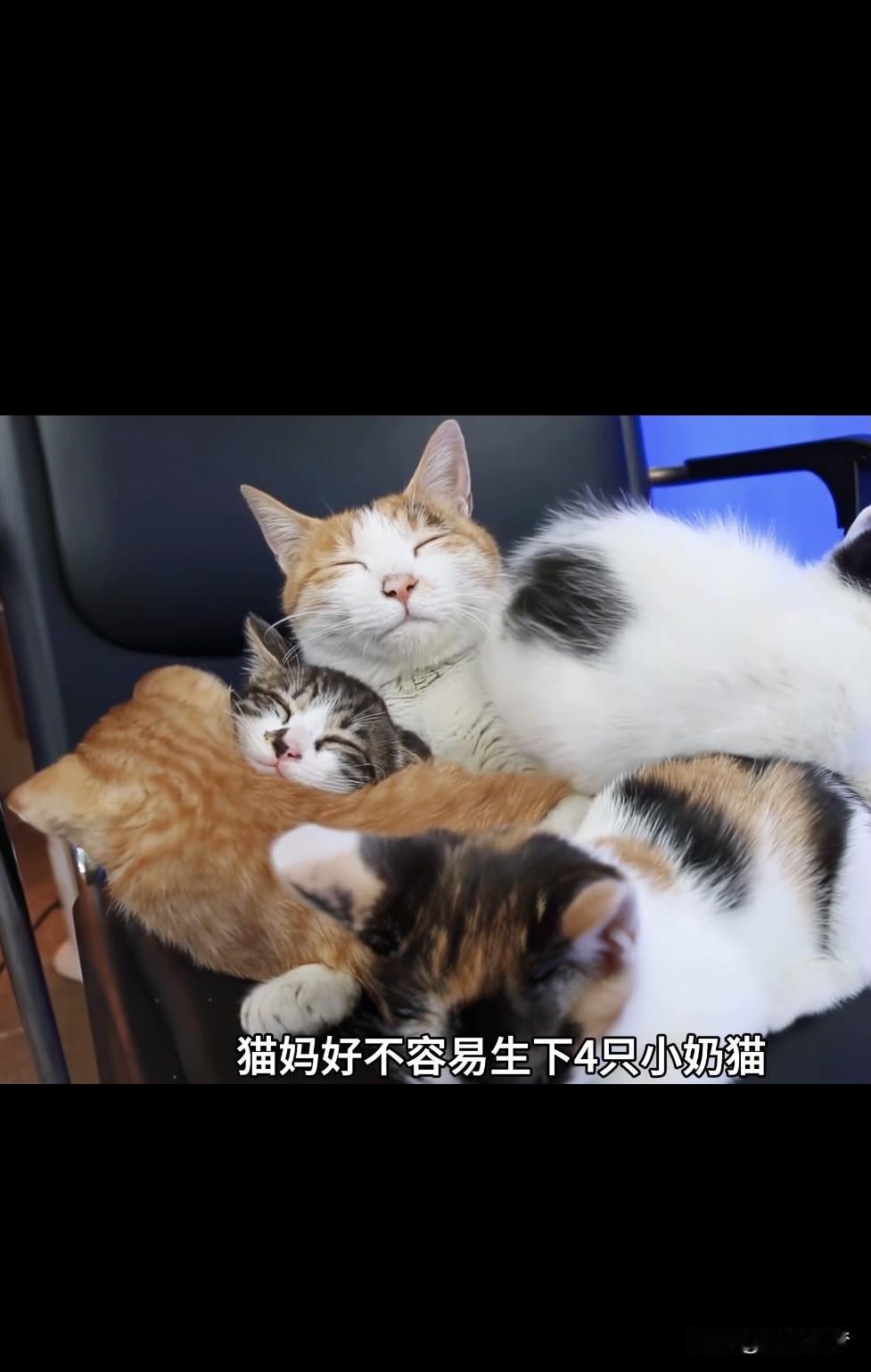 我家猫咪睡觉的模样，简直萌到犯规！暖融融的午后，它就像个橘色小毛球，蜷在白枕上