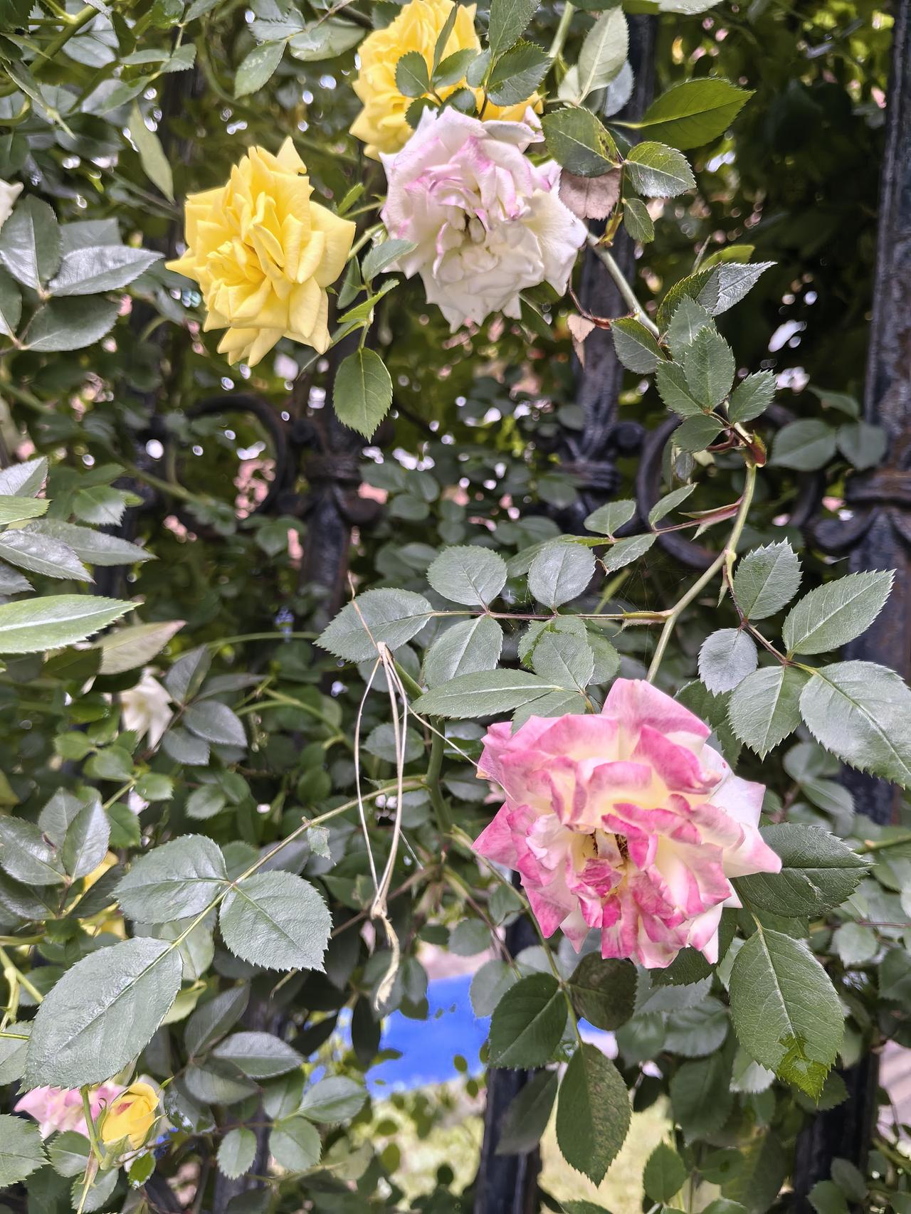 又发现了经理的一个生财之道，那就是只要是谁家要装修或者要卖房，她就会去别人家里，