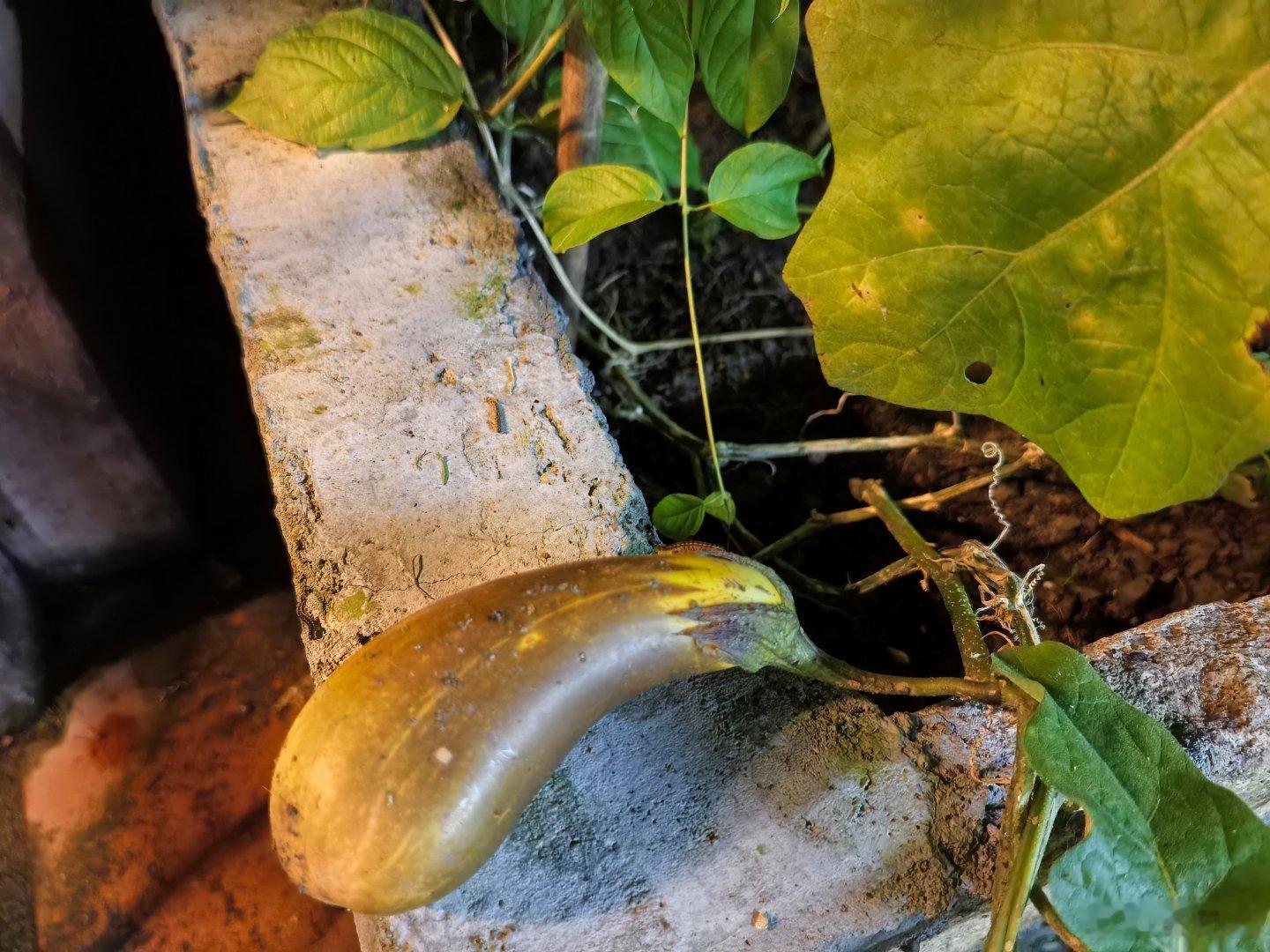这个茄子这个颜色，是坏了还是特殊品种？
