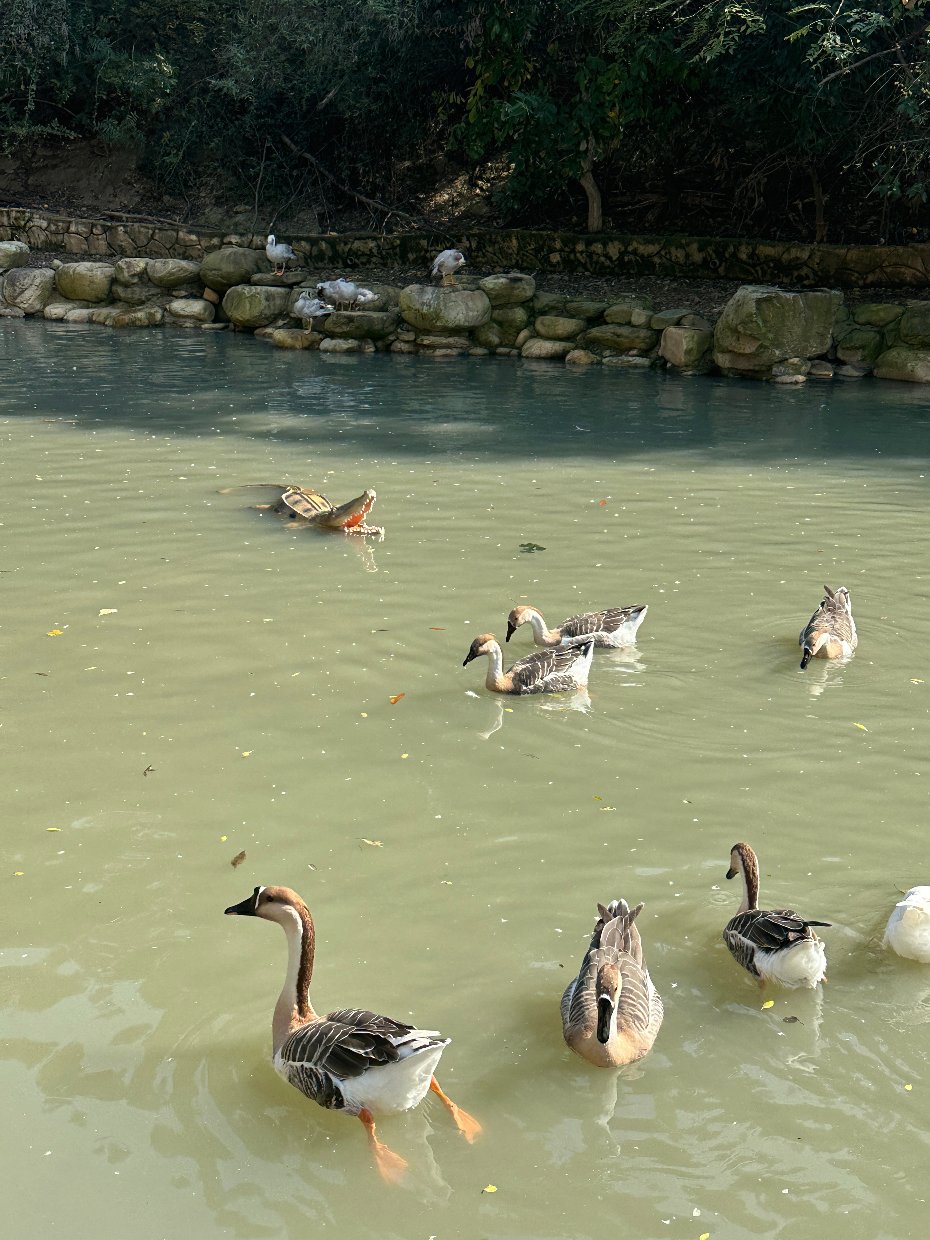 偶遇同担了虽然是假的