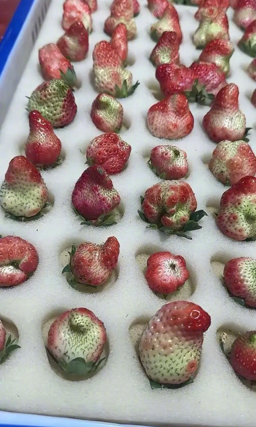 第一次看到一箱草莓毫无食欲