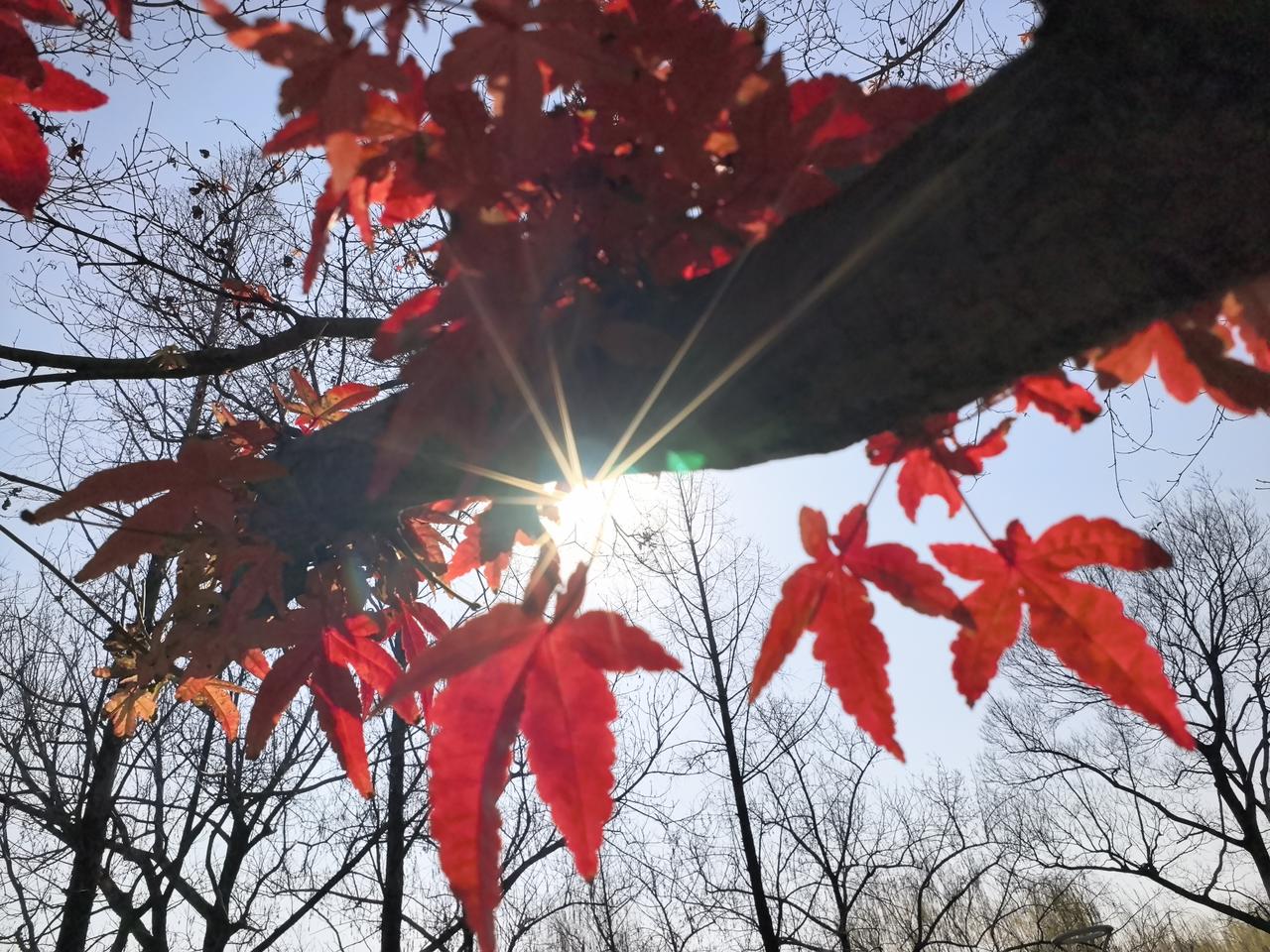 不止于“随手拍”：Nova15Ultra双红枫影像深度使用手记作为一名