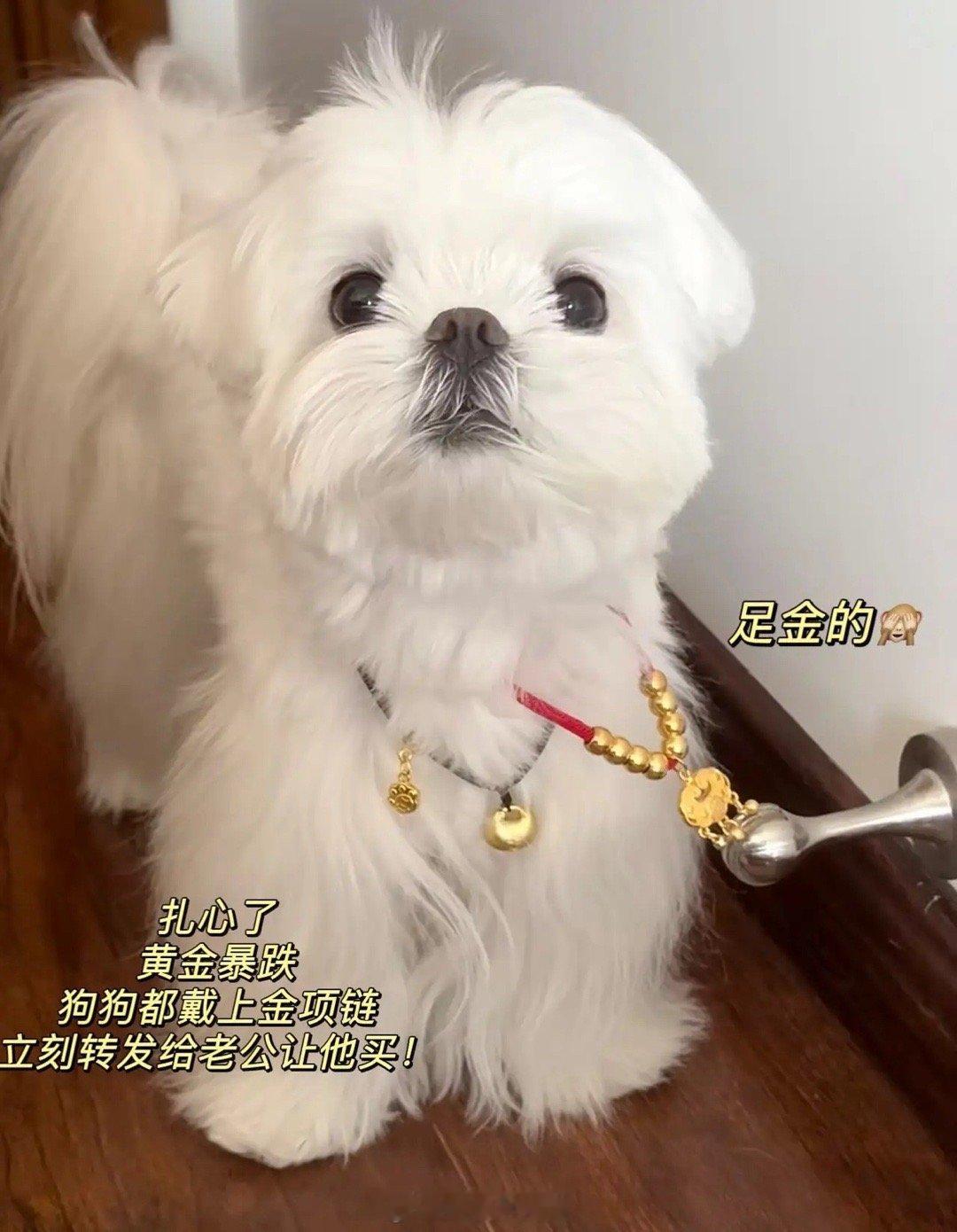 金价如坐过山车金价崩了？坐过山车了？市场上一片哀嚎。前一秒大家还在猜测金价能不能