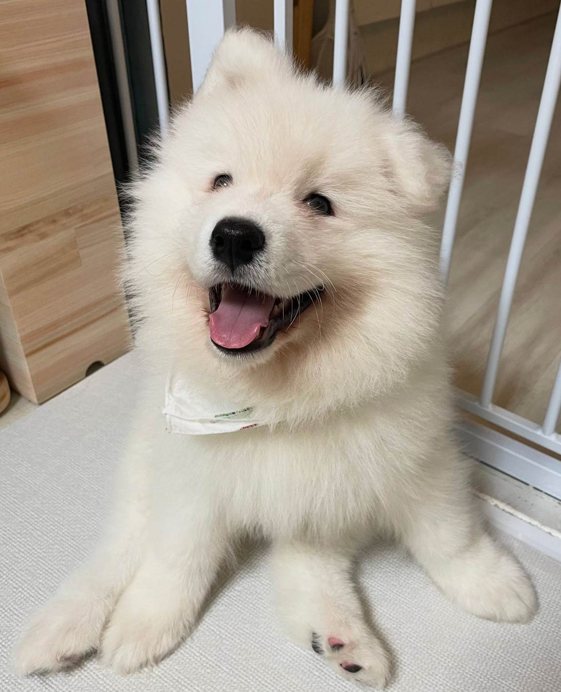 正在cos八爪鱼的萨摩耶​​​
