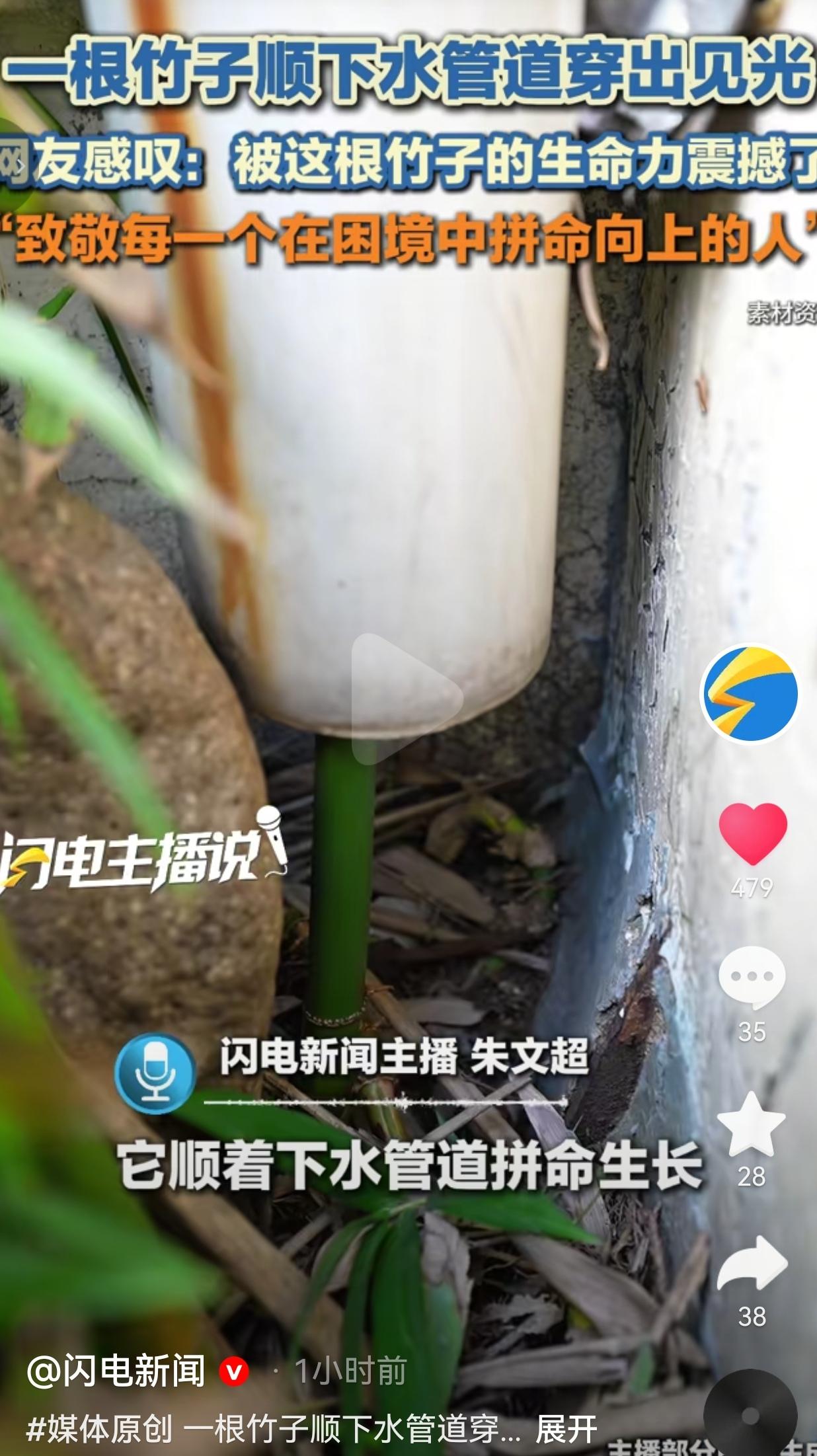 近日，在山东莒县一栋老楼的墙角底下。墙根那里又挤又暗，平时也晒不到多少太阳，就冒