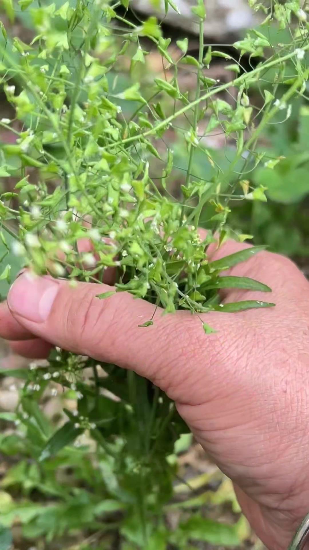 🌱农村田埂上常见的“爱心种子”植物，很多人都当杂草拔了！它的种子形状像极了迷
