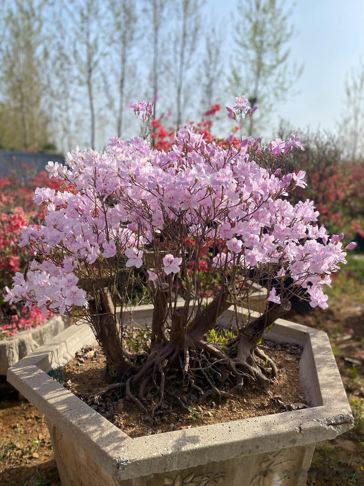 发现没，体制内特别厉害的女生，往往都很“安静”。她们平时多半都很低调，安安静