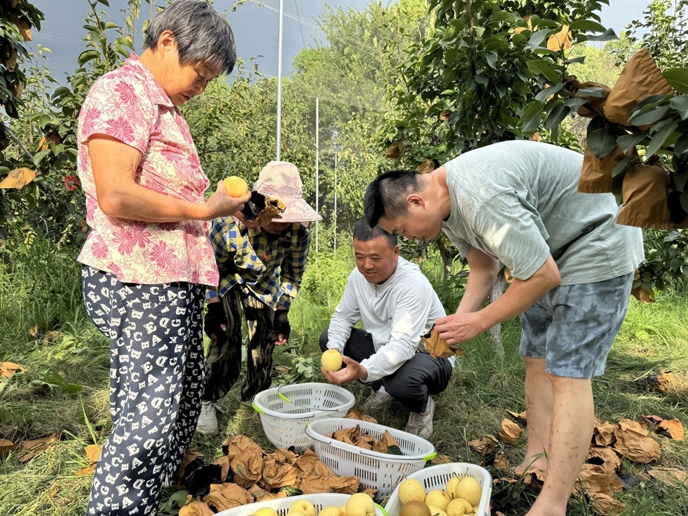 桐城市金神镇: “稻+”生态种养鱼米之乡添果香