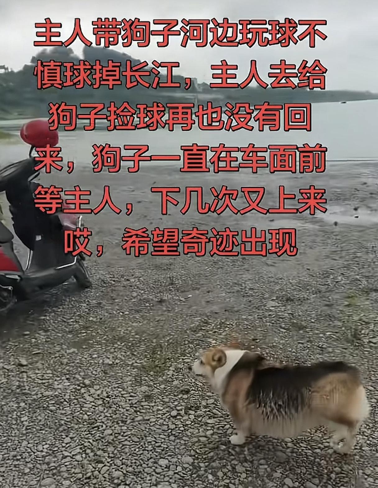 为了一个玩具搭上一条命！因狗的玩具球不小心掉入长江，50多男子下水打捞不慎被江水