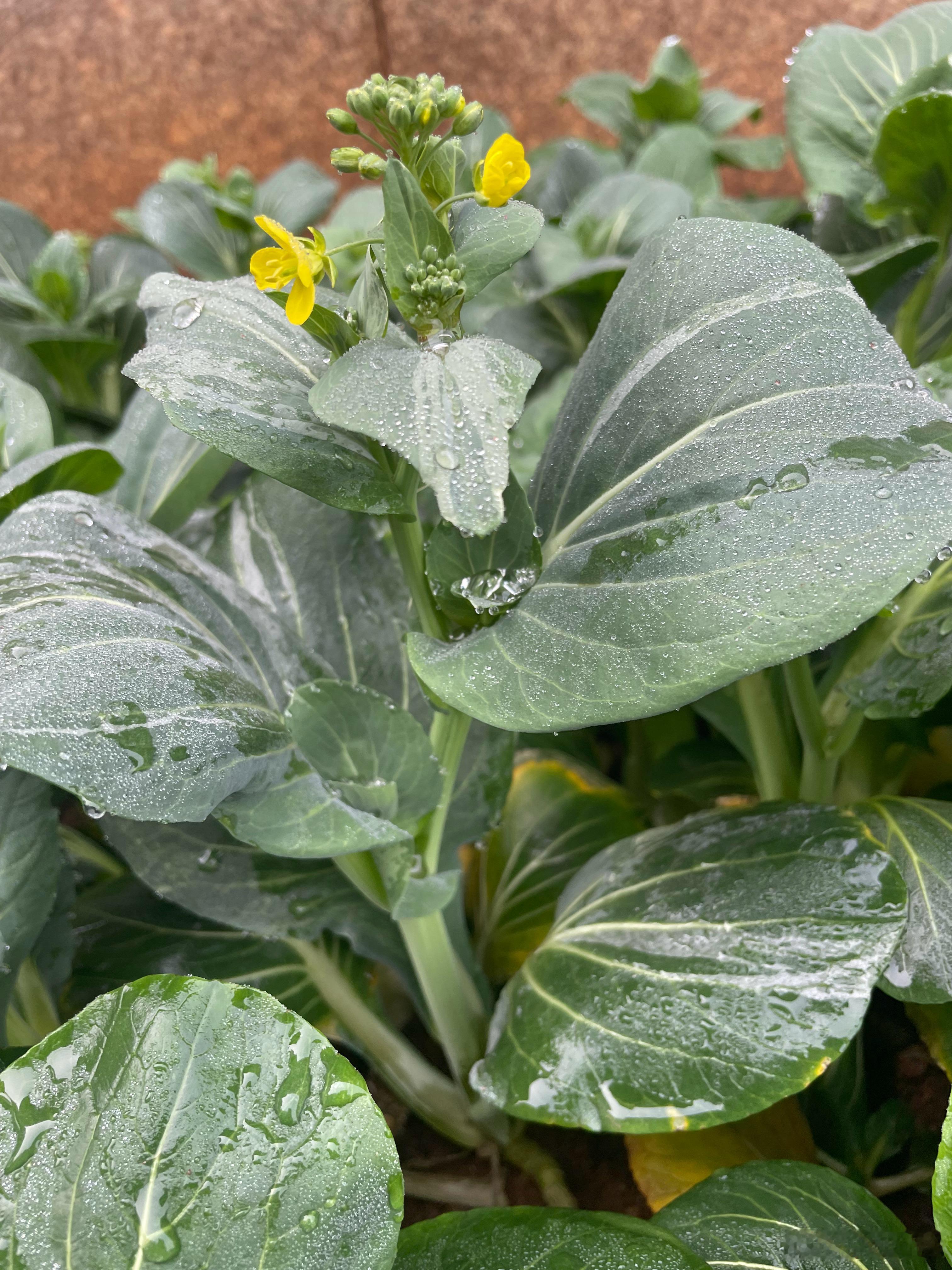 除了红菜苔，青菜苔味道也是极好尤其是过年这会吃这种白菜（上海青）真棒春节