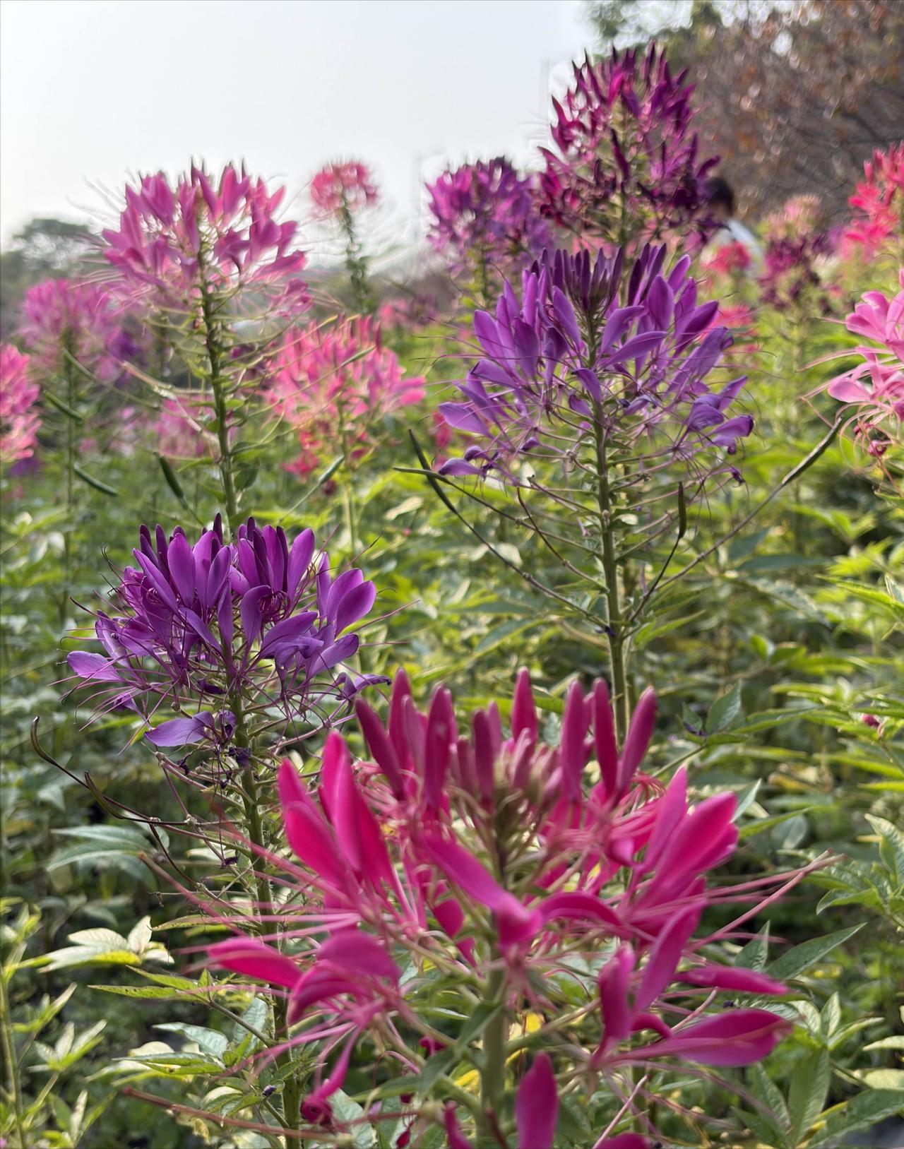 清华长庚医院路主任跟儿子说得通透：“以后我大病有三不治。第一，像心脑血管急症，医