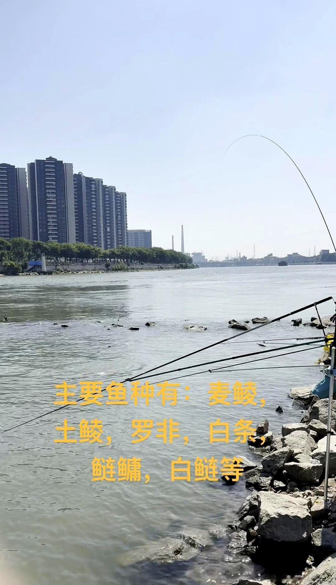 东莞槎滘水闸,凌晨五点开闸,人还没到,钓位已经被占光。免费,不查竿,不限鱼,外