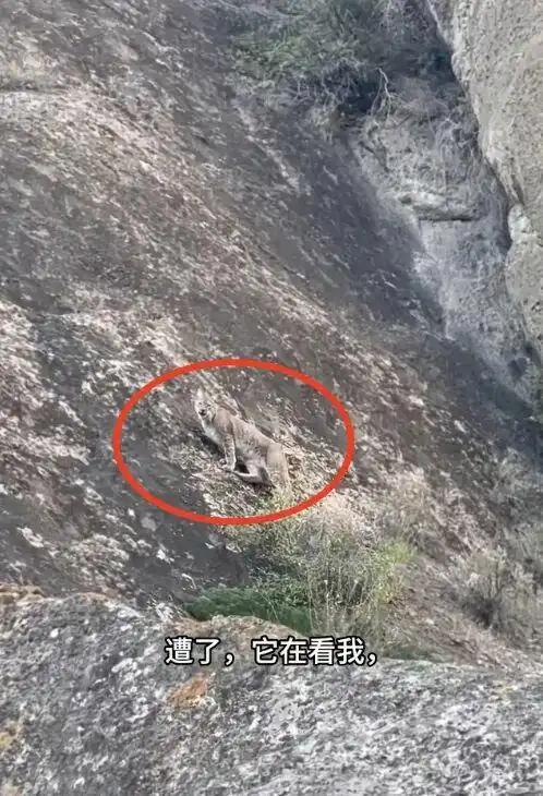 “我吓的汗毛都炸开了！”新疆，男子徒步时意外在山上看到一只野生动物，开始自己还挺