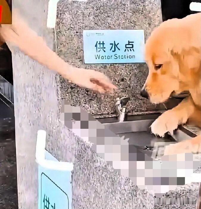 深圳这个知名的公园发生的狗喝直饮水的事情，如果说狗的女主人担80%责任的话，公园
