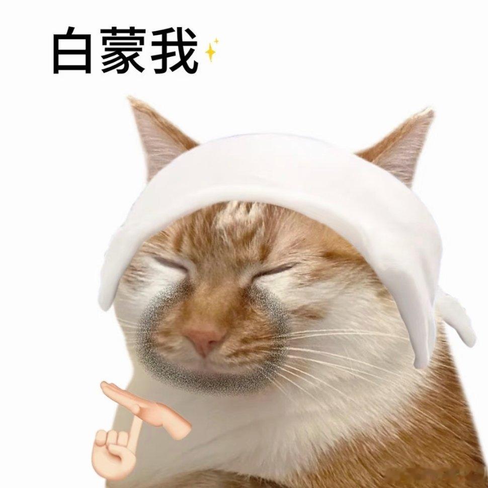 猫咪表情包~