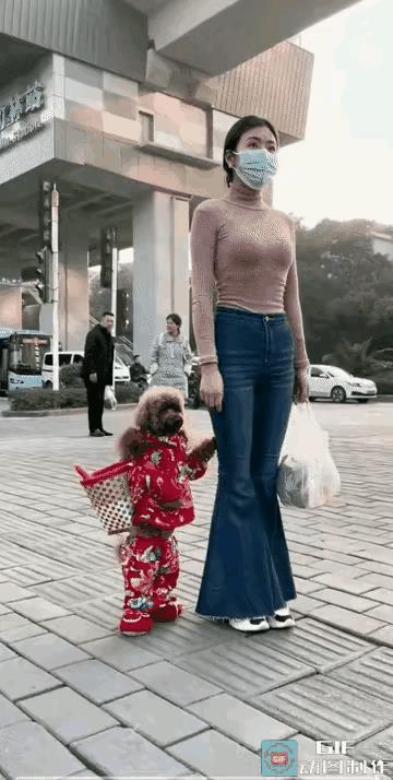 狗狗已经进化到直立行走！下一步将会发生什么？看着它和女主人等红绿灯的样子，好像周
