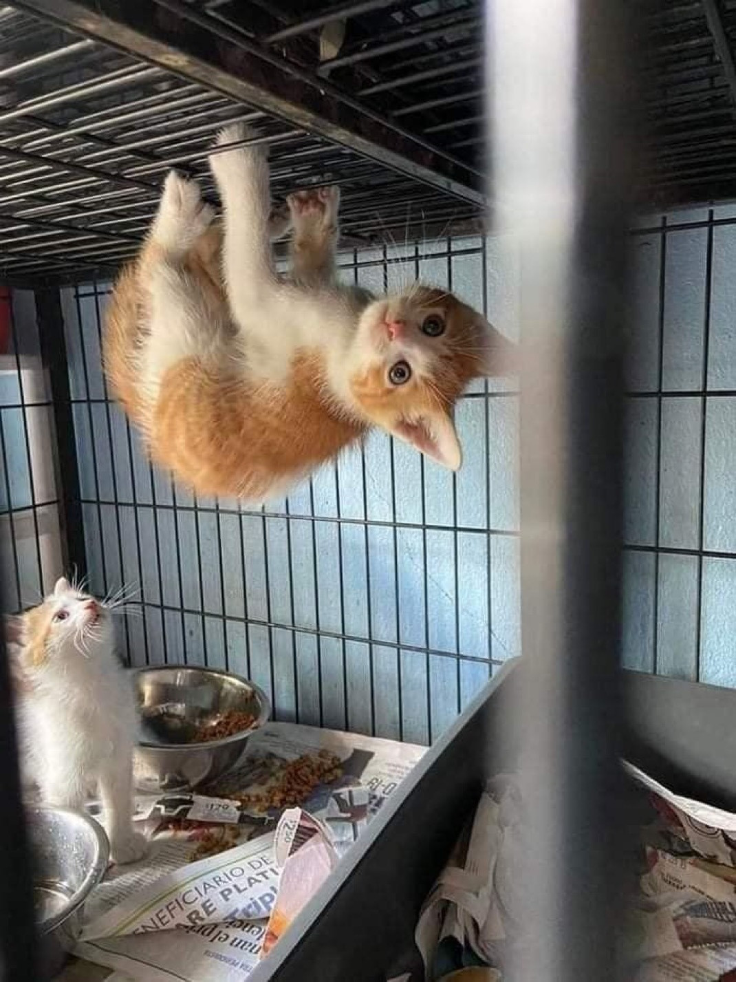猫：卧槽​​​