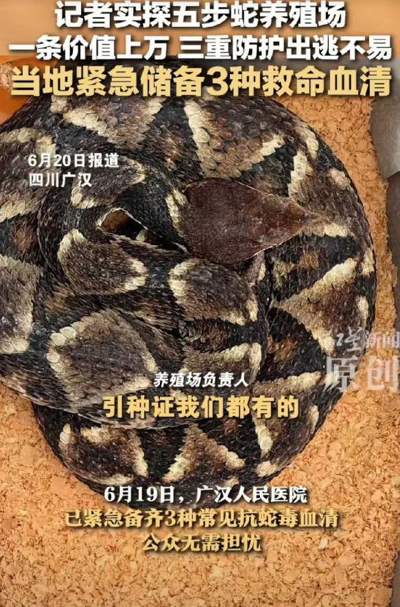 广汉惊现一毒蛇养殖场，竟然养着320条五步蛇，据说每条价值上万。近日，红星新闻