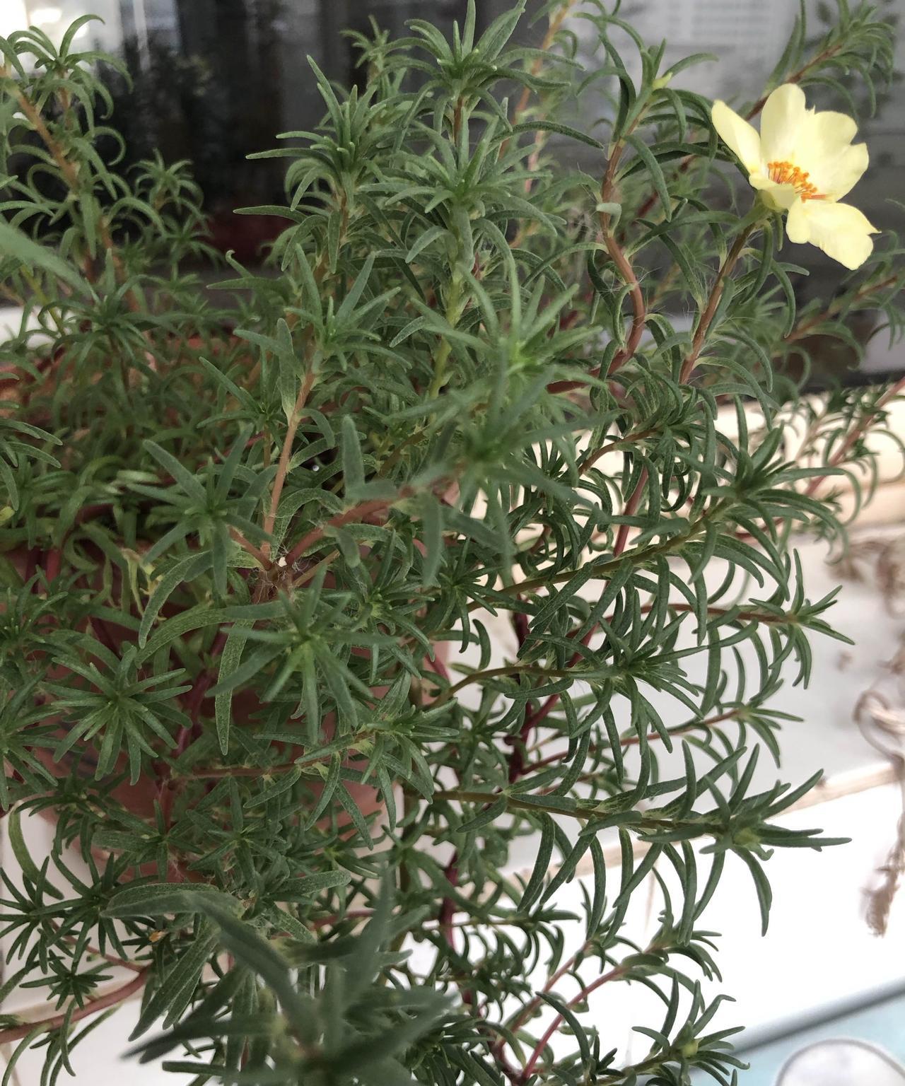 网购的太阳花种子，种在了阳台上的小花盆里，从夏天到秋天，开出的花朵伸出指头都能数