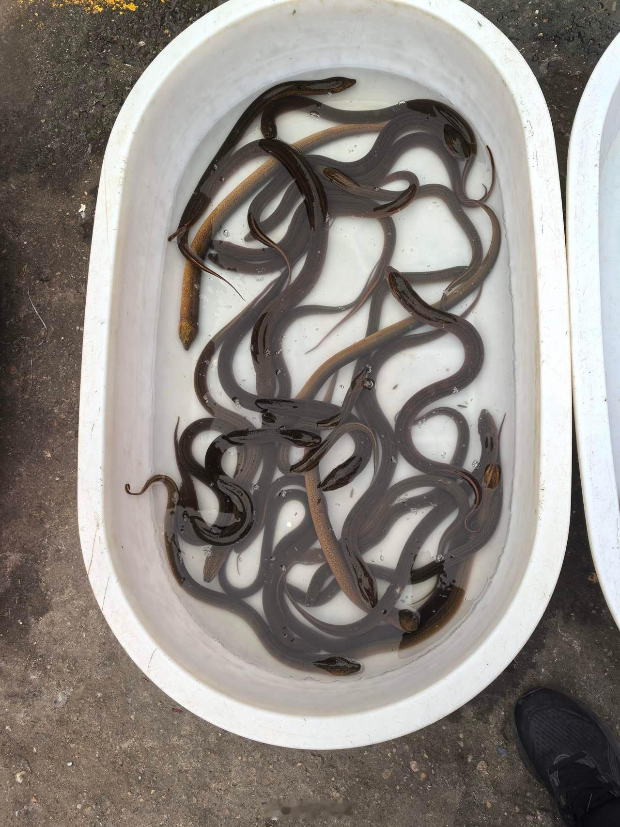 鳝鱼50元一斤，喂避孕药吗？上海专家给出权威答案……今天，关于鳝鱼的这条新闻上了