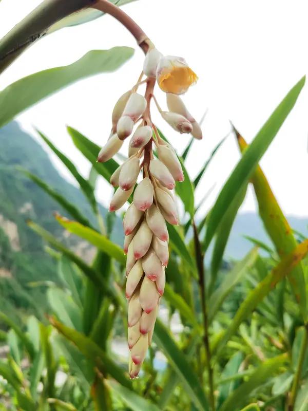 下联野谷花开无人赏，空山鸟语自多情七言绝句·山野春思野谷花开无